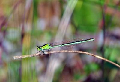 Прикрепленное изображение: zb01.jpg